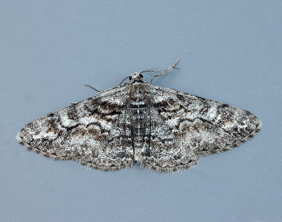 70.263 BF1939 Ringed Carpet Cleora cinctaria