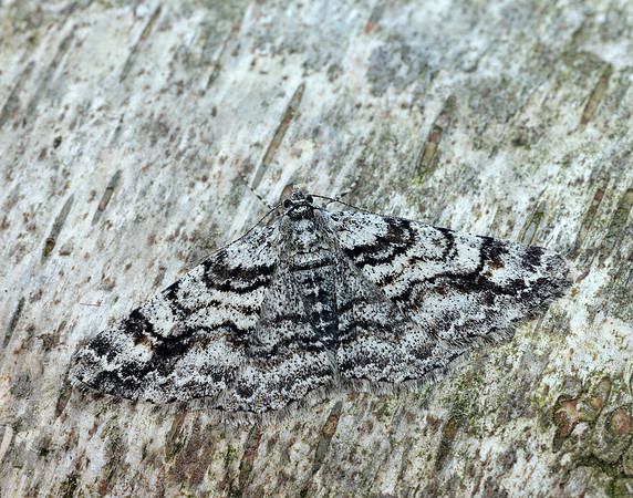 70.263 BF1939 Ringed Carpet Cleora cinctaria