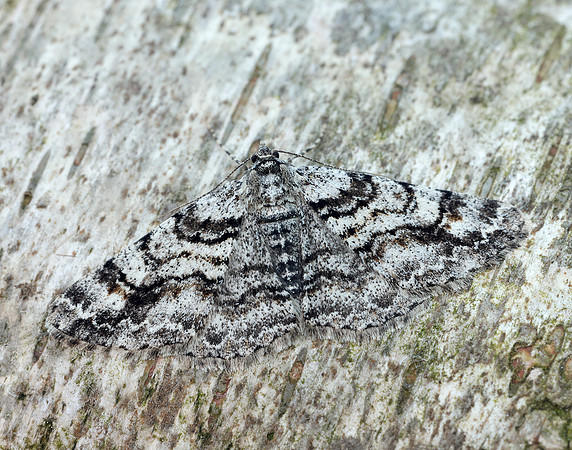 70.263 BF1939 Ringed Carpet Cleora cinctaria