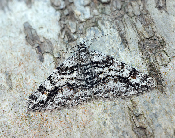 70.263 BF1939 Ringed Carpet Cleora cinctaria