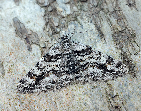 70.263 BF1939 Ringed Carpet Cleora cinctaria