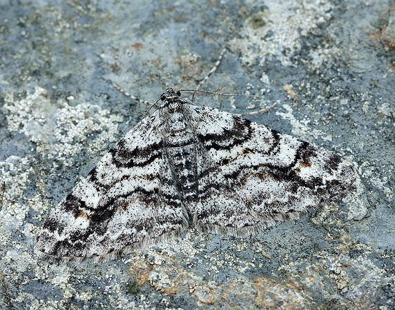 70.263 BF1939 Ringed Carpet Cleora cinctaria