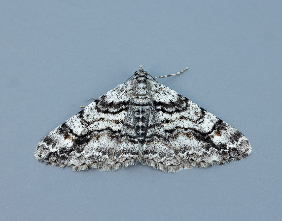 70.263 BF1939 Ringed Carpet Cleora cinctaria