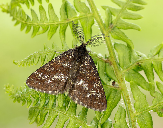70.275 BF1952 Common Heath Ematurga atomaria
