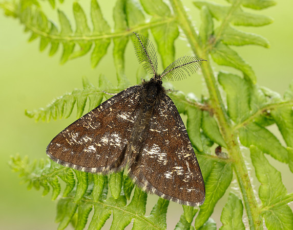 70.275 BF1952 Common Heath Ematurga atomaria