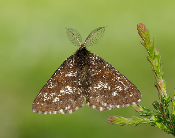 70.275 BF1952 Common Heath Ematurga atomaria