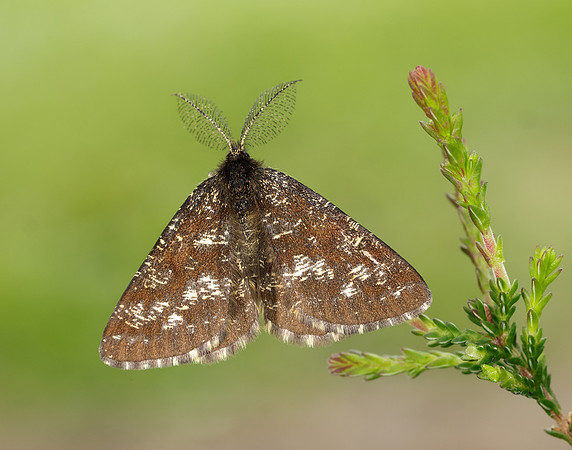 70.275 BF1952 Common Heath Ematurga atomaria