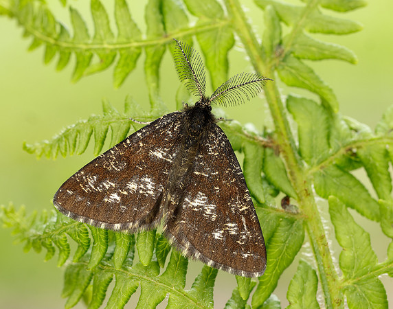 70.275 BF1952 Common Heath Ematurga atomaria