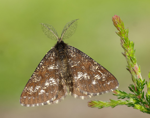 70.275 BF1952 Common Heath Ematurga atomaria