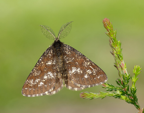 70.275 BF1952 Common Heath Ematurga atomaria
