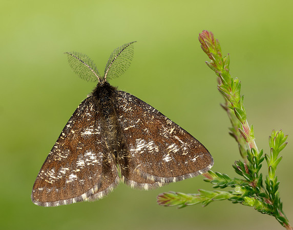 70.275 BF1952 Common Heath Ematurga atomaria