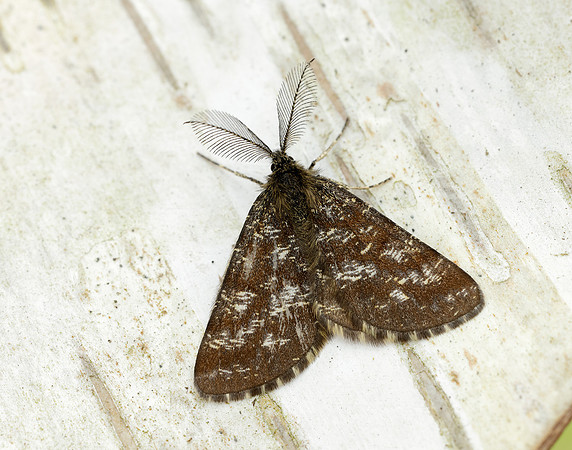 70.275 BF1952 Common Heath Ematurga atomaria