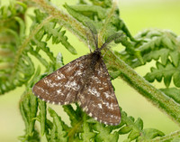 70.275 BF1952 Common Heath Ematurga atomaria