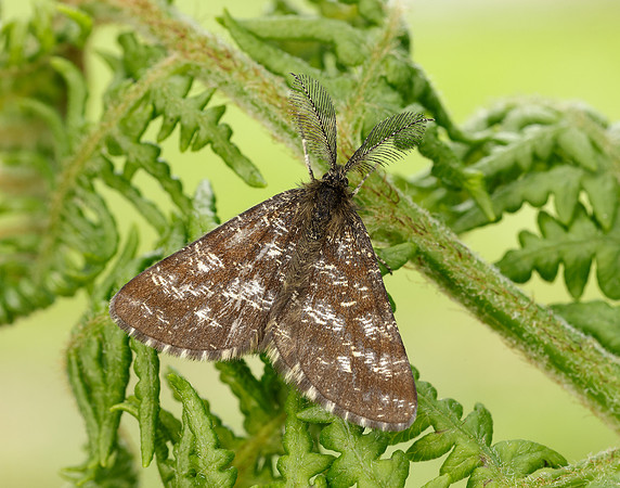 70.275 BF1952 Common Heath Ematurga atomaria