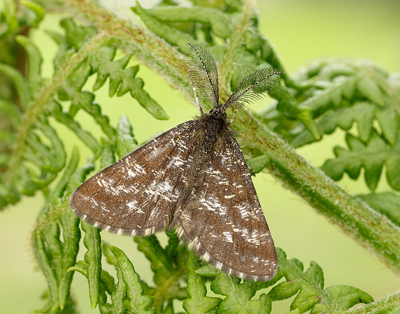 70.275 BF1952 Common Heath Ematurga atomaria