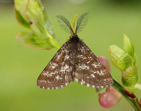 70.275 BF1952 Common Heath Ematurga atomaria