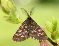 70.275 BF1952 Common Heath Ematurga atomaria