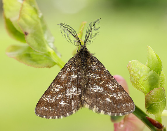 70.275 BF1952 Common Heath Ematurga atomaria