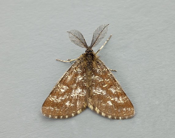 70.275 BF1952 Common Heath Ematurga atomaria