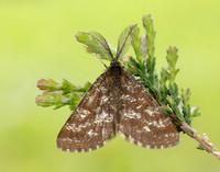 70.275 BF1952 Common Heath Ematurga atomaria