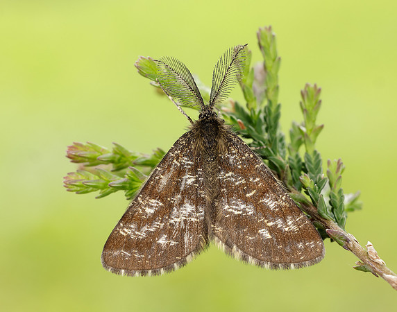 70.275 BF1952 Common Heath Ematurga atomaria