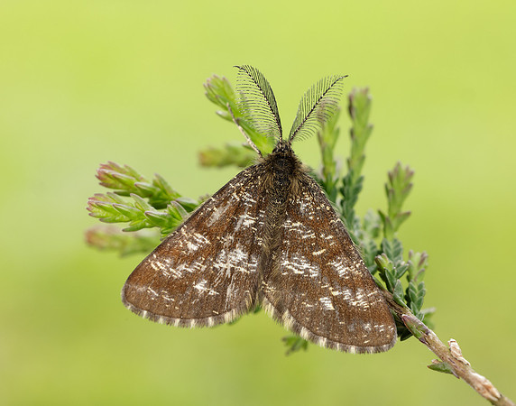 70.275 BF1952 Common Heath Ematurga atomaria