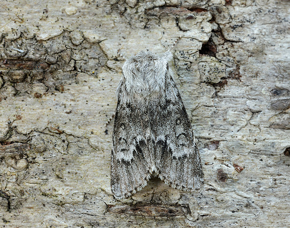 73.042 BF2286 Light Knot Grass Acronicta menyanthidis