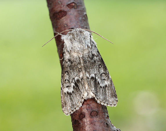 73.042 BF2286 Light Knot Grass Acronicta menyanthidis