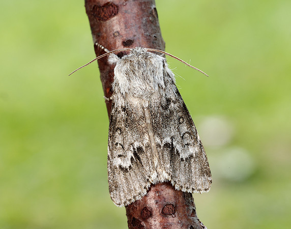 73.042 BF2286 Light Knot Grass Acronicta menyanthidis