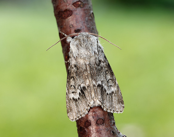 73.042 BF2286 Light Knot Grass Acronicta menyanthidis