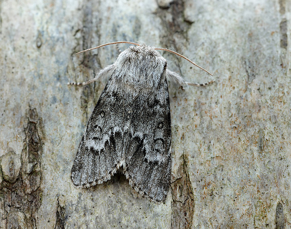 73.042 BF2286 Light Knot Grass Acronicta menyanthidis
