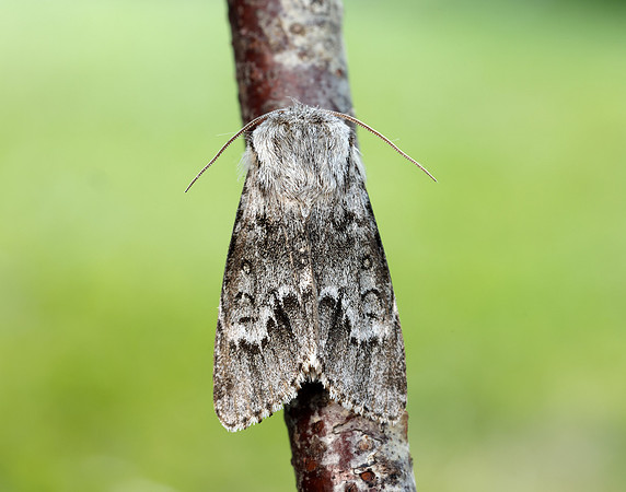 73.042 BF2286 Light Knot Grass Acronicta menyanthidis