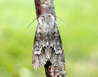73.042 BF2286 Light Knot Grass Acronicta menyanthidis
