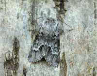 73.042 BF2286 Light Knot Grass Acronicta menyanthidis