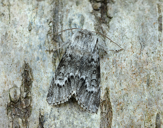 73.042 BF2286 Light Knot Grass Acronicta menyanthidis