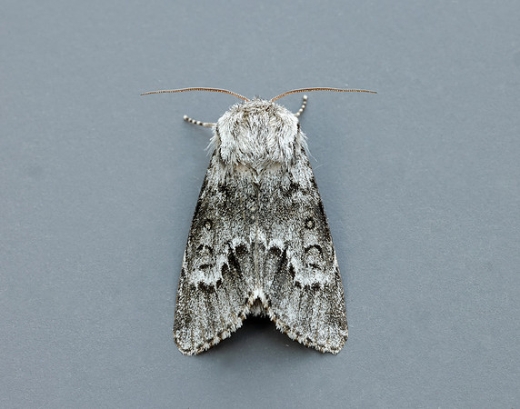 73.042 BF2286 Light Knot Grass Acronicta menyanthidis