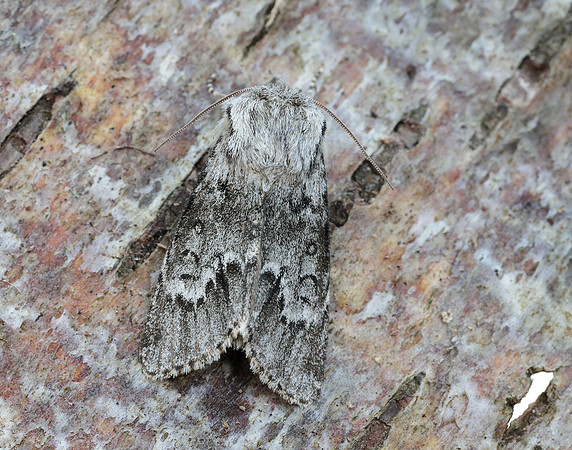 73.042 BF2286 Light Knot Grass Acronicta menyanthidis
