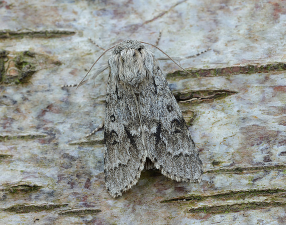 73.042 BF2286 Light Knot Grass Acronicta menyanthidis
