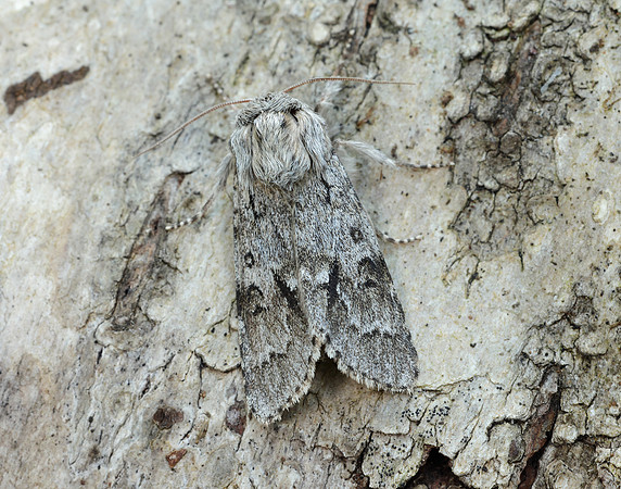 73.042 BF2286 Light Knot Grass Acronicta menyanthidis
