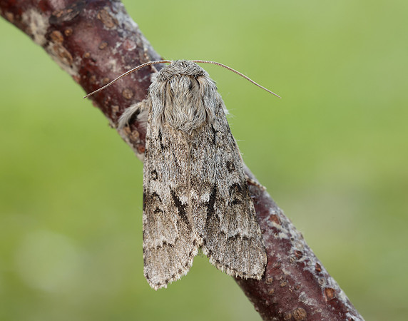 73.042 BF2286 Light Knot Grass Acronicta menyanthidis