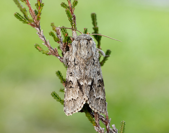 73.042 BF2286 Light Knot Grass Acronicta menyanthidis