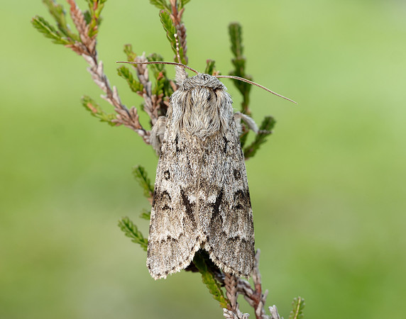 73.042 BF2286 Light Knot Grass Acronicta menyanthidis