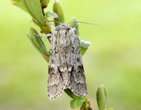 73.042 BF2286 Light Knot Grass Acronicta menyanthidis