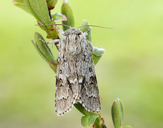 73.042 BF2286 Light Knot Grass Acronicta menyanthidis