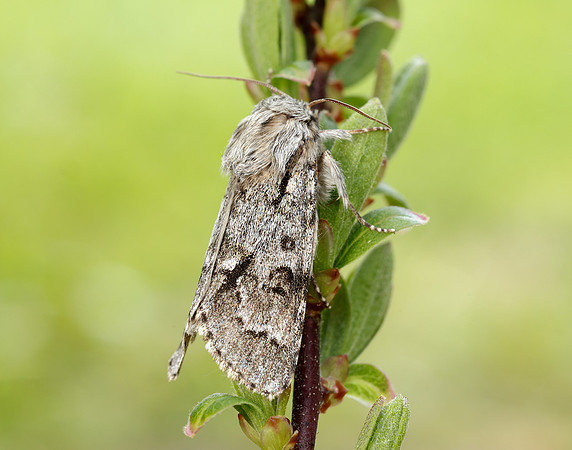 73.042 BF2286 Light Knot Grass Acronicta menyanthidis