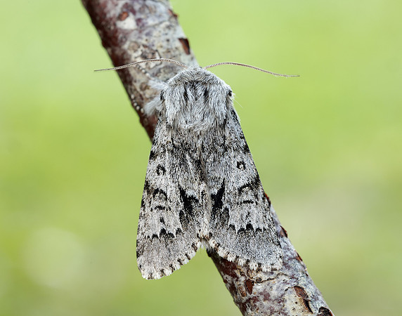 73.042 BF2286 Light Knot Grass Acronicta menyanthidis