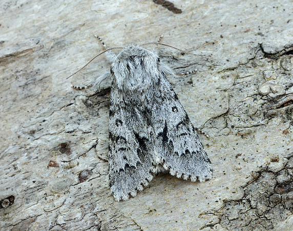 73.042 BF2286 Light Knot Grass Acronicta menyanthidis