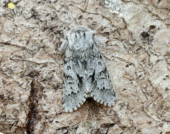 73.042 BF2286 Light Knot Grass Acronicta menyanthidis