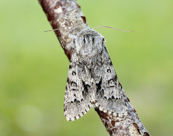 73.042 BF2286 Light Knot Grass Acronicta menyanthidis