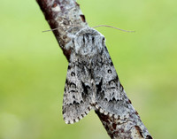 73.042 BF2286 Light Knot Grass Acronicta menyanthidis